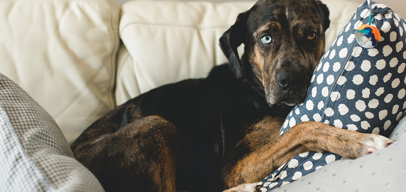 Should-Your-Dog-Have-Sofa-Priveleges.jpg